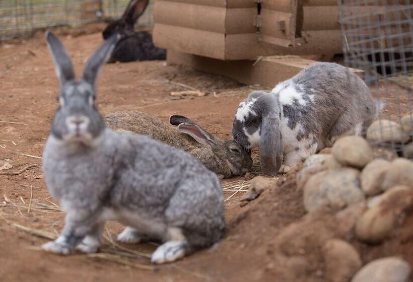 호텔 Shishki Na Lampushke   Casa De Campo