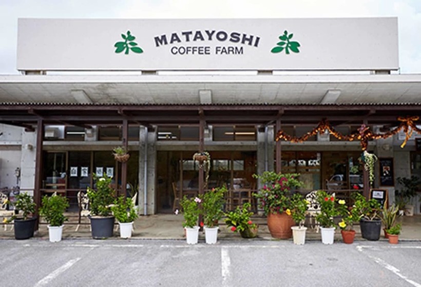 Matayoshi Coffee Farm