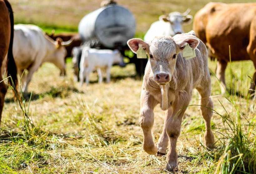 בית מלון כפרי Wald