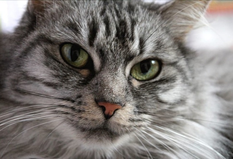 بنسيون Les Goubelins