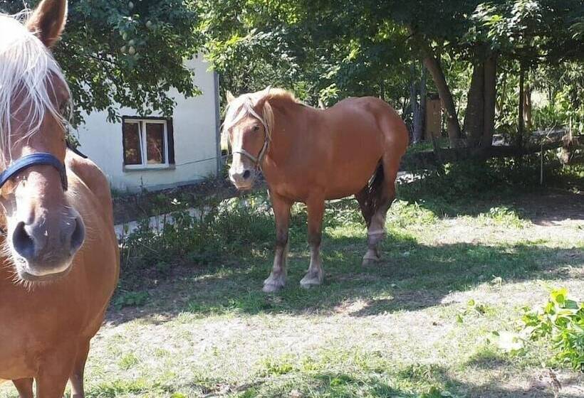 بنسيون Gödelsteinhof