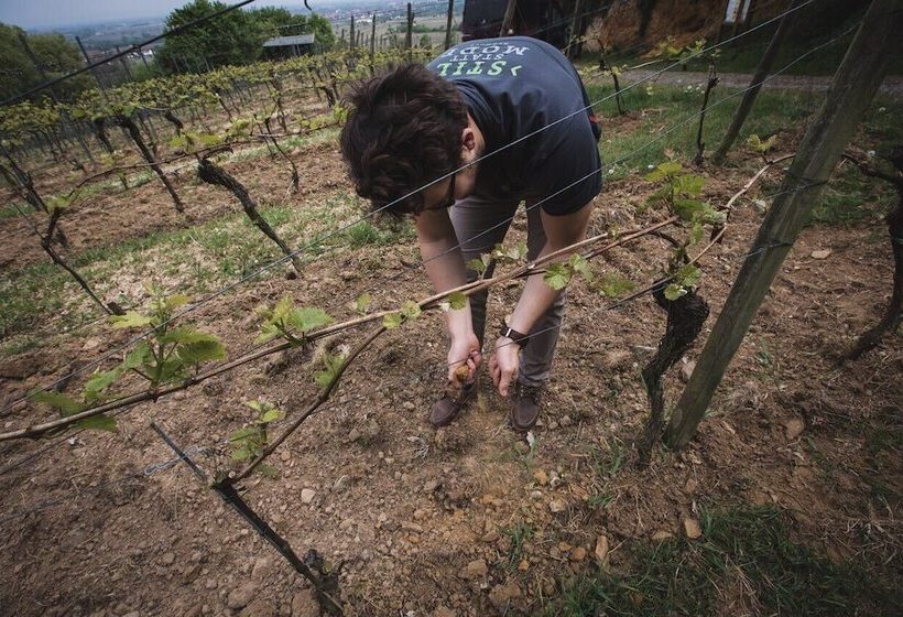 Weingut & Landhotel Lucashof