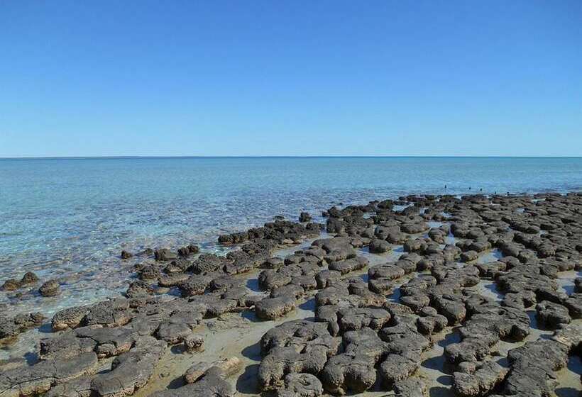 Отель Hamelin Pool Caravan Park