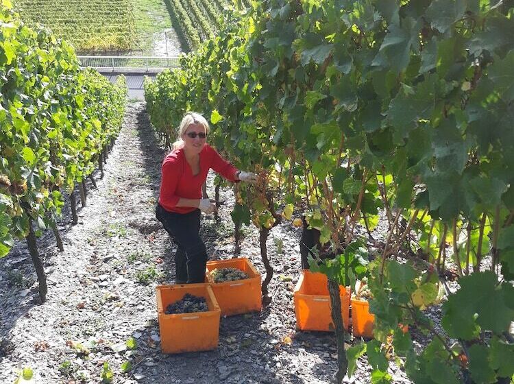 ペンション Weingut & Gastehaus Kaufmannschneider