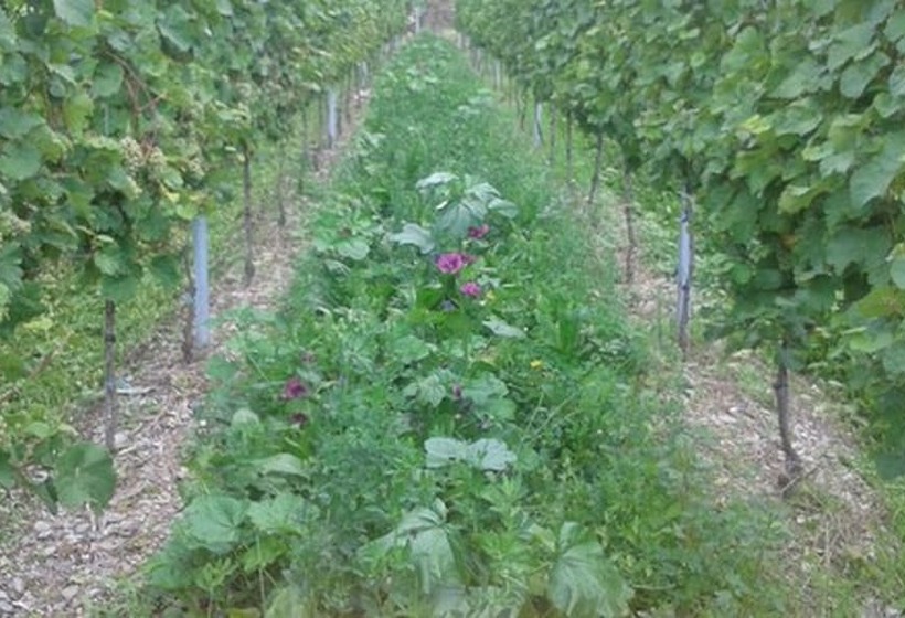 ペンション Weingut & Gastehaus Kaufmannschneider