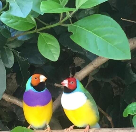 ベッドアンドブレックファースト O Palmier Caché