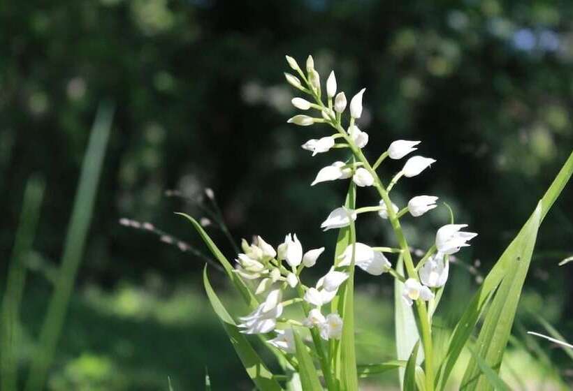 酒店 Camping Osenbach