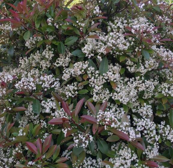 膳宿费 Le Chat Blanc