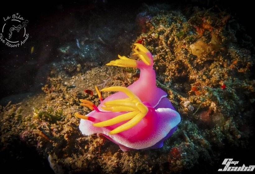 민박 Bali Dive Resort Amed
