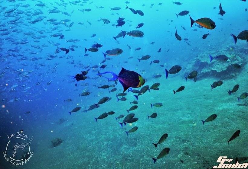 민박 Bali Dive Resort Amed