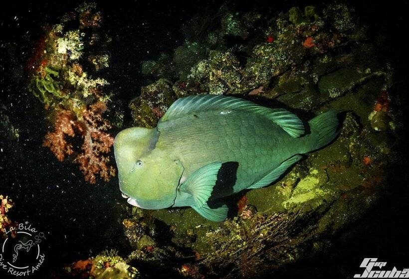 민박 Bali Dive Resort Amed