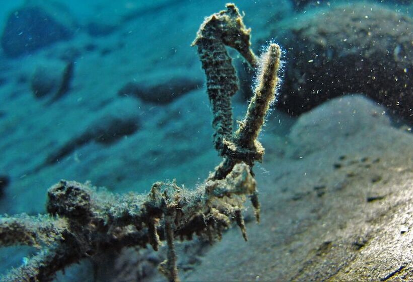 민박 Bali Dive Resort Amed
