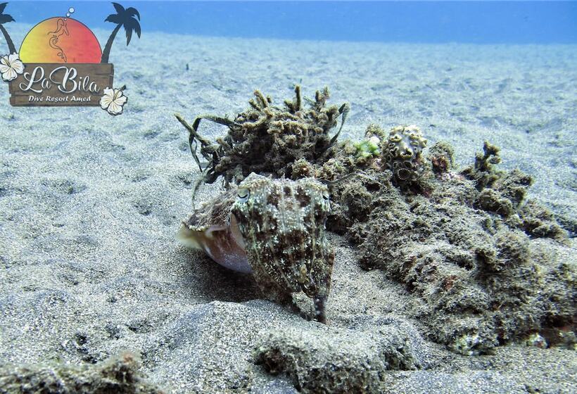 민박 Bali Dive Resort Amed