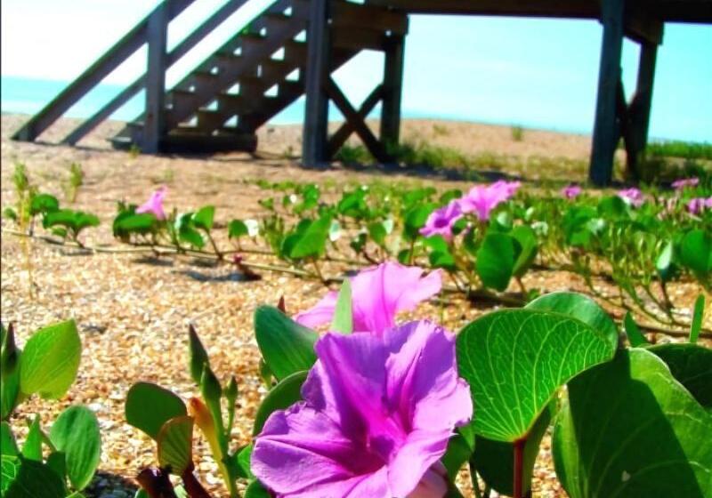 هتل Ocean Sands Beach Boutique Inn 1 Acre Private Beach St Augustine Historic 2 Miles Shuttle With Downt