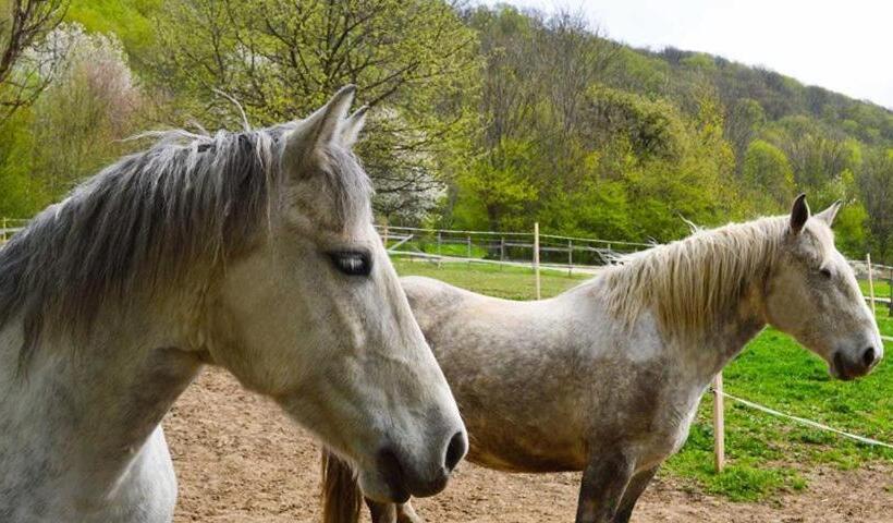مبيت وإفطار Somhegyi öreg Hársfák Major Vendégház
