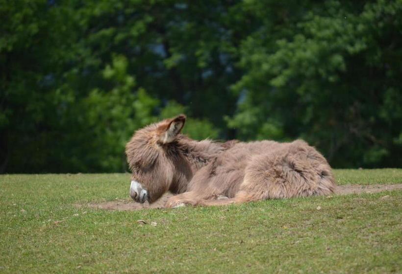 فندق Locus Malontina