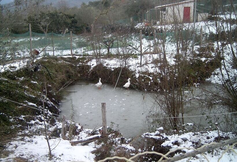 乡村酒店  Agriturismo Le Cammarose