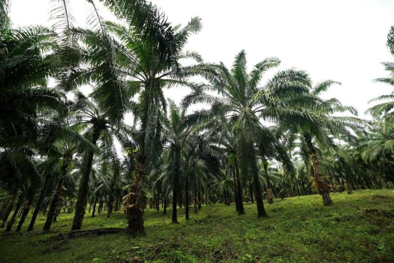 אתר נופש Athirapally Green Trees
