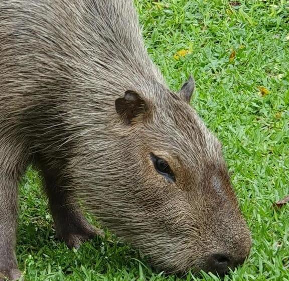 بنسيون Jardim Da Amazônia Lodge