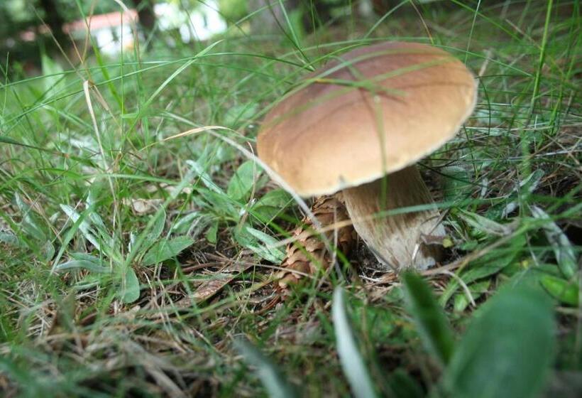 فندق Ferienparadies Waldidylle, Familiengeführt Seit 20 Jahren   Mit Großem Pool Und Viel Platz!