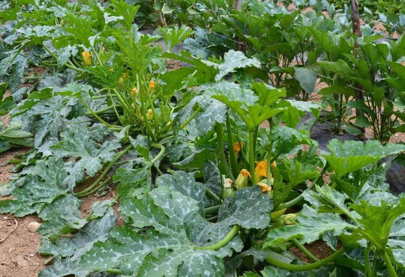 فندق Agriturismo E Turre