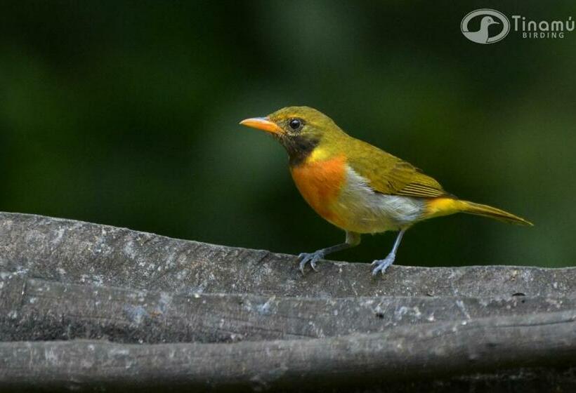 فندق Tinamu Birding