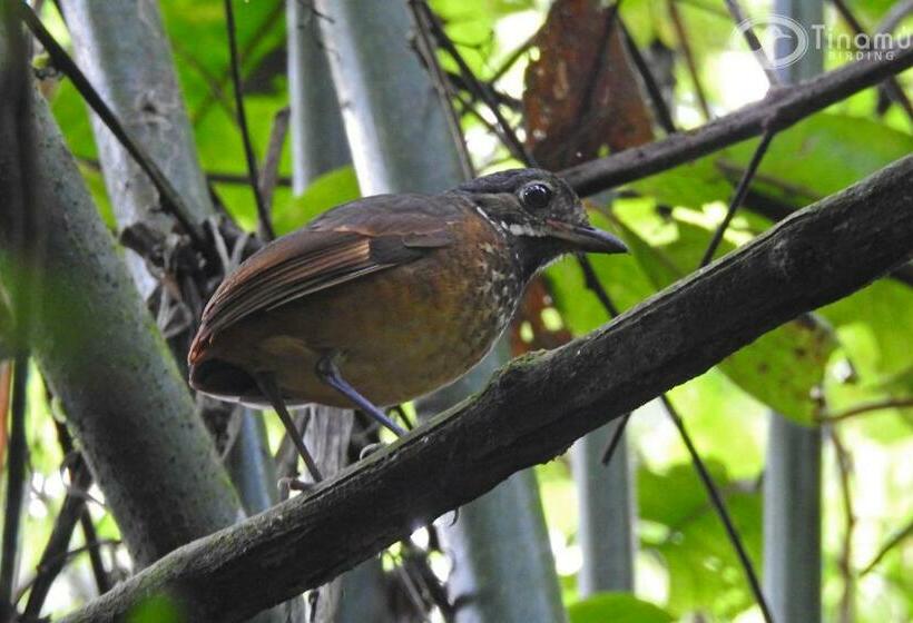 فندق Tinamu Birding