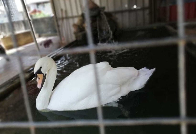 酒店 White Peacocks And Birds Resort