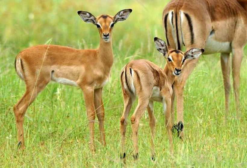 Отель Tembe Elephant Park Lodge