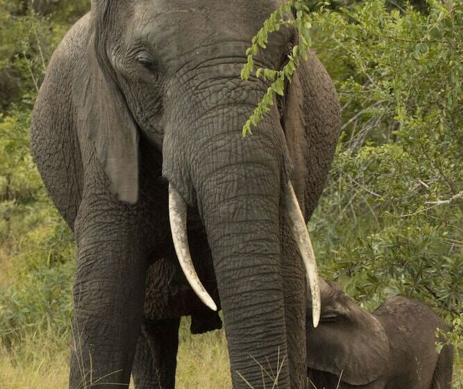 Отель Tembe Elephant Park Lodge