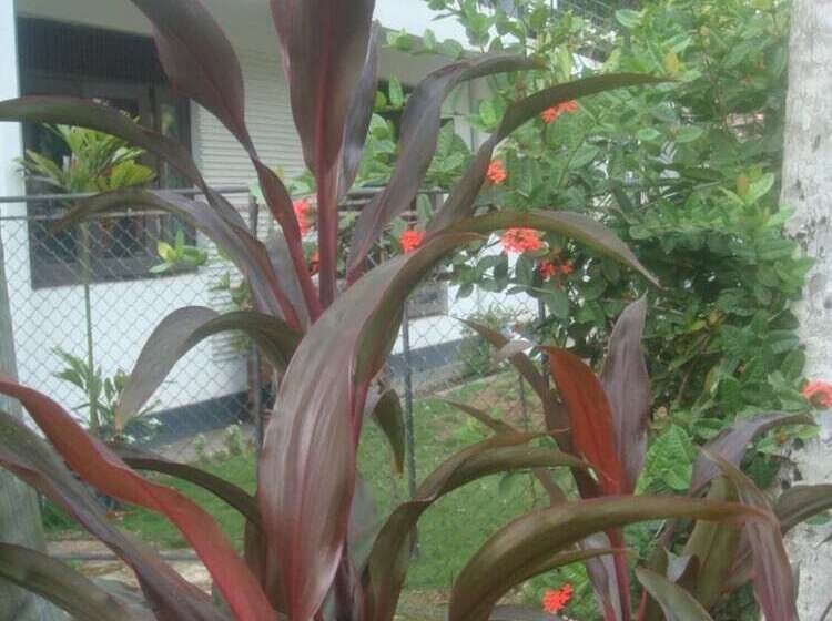 膳宿费 Iquest Colombo