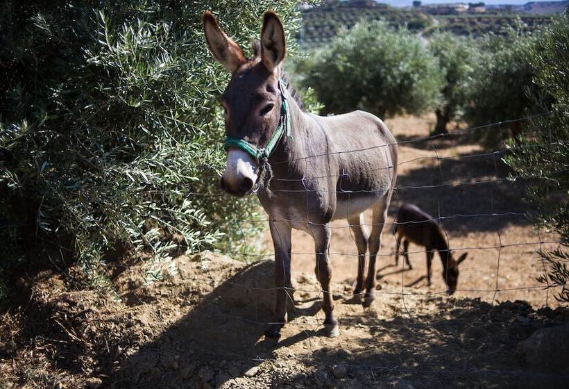 هتل روستایی Cuevas Abuelo Ventura