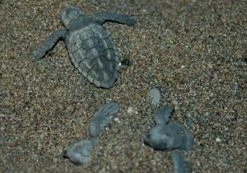 هتل Minta Apartments