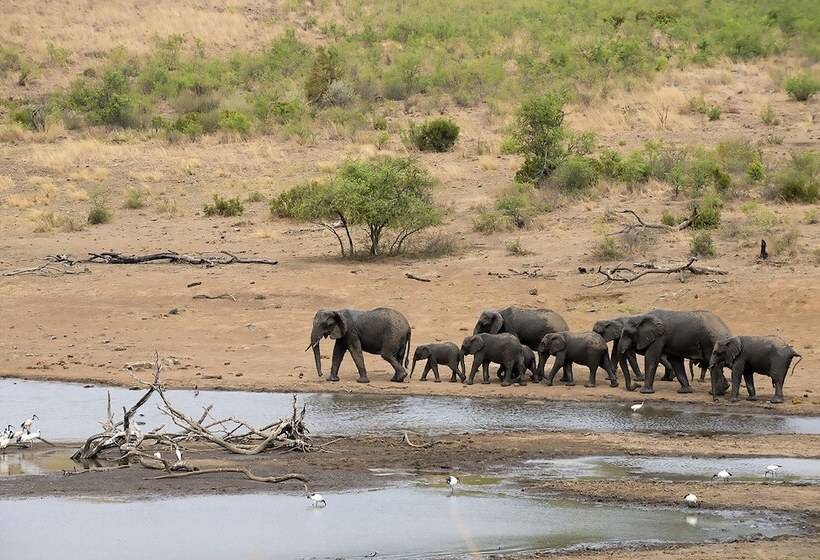فندق Tshukudu Bush Lodge