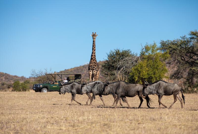 Отель Mabula Game Lodge