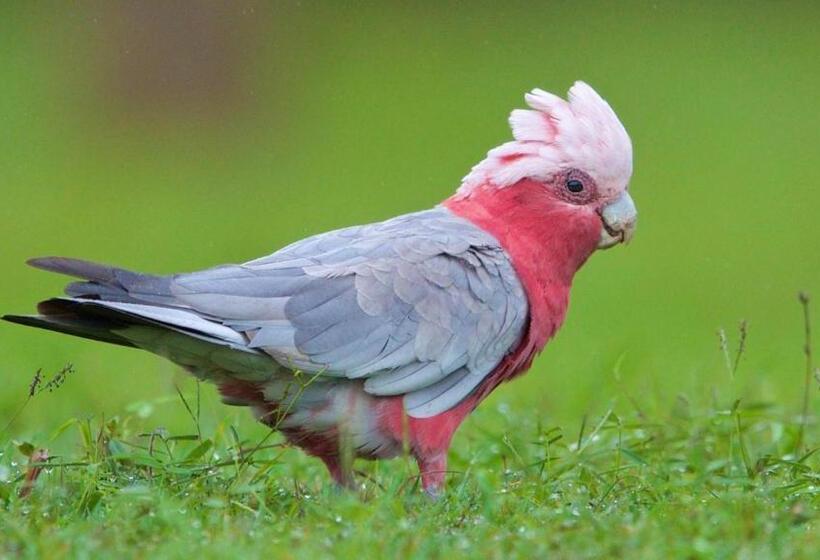 هتل Soho Brisbane