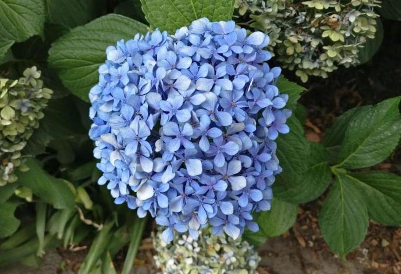 膳宿费 Valley View