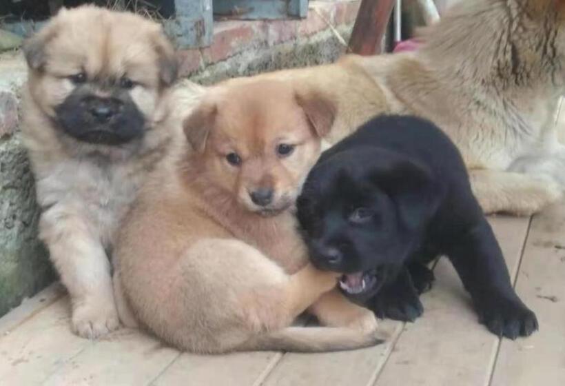 Отель Longji Terrace La Vie Inn