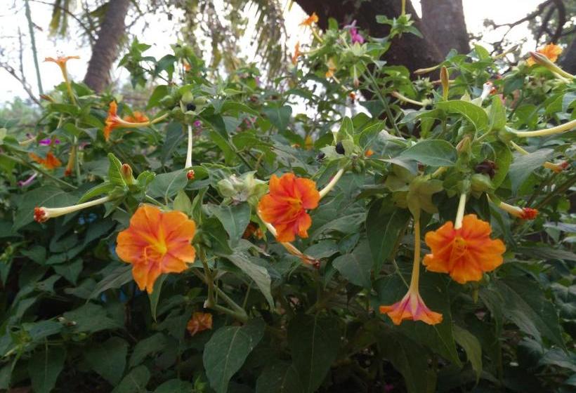 Pension Indraprasth Palolem Hill