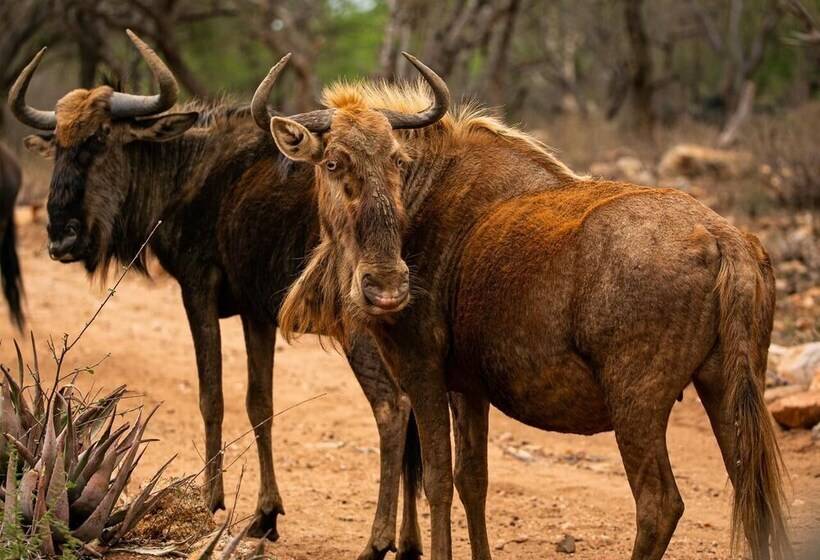 ペンション Hippomoon Lodge Game Reserve