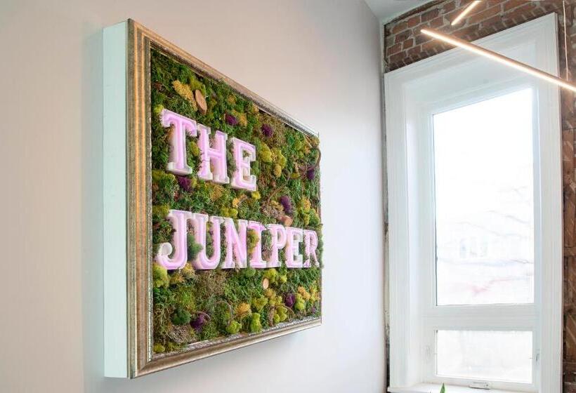旅馆 The Juniper Inn