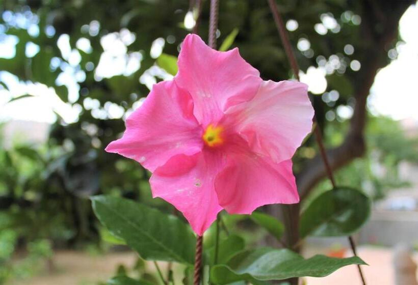민박 Il Giardino Degli Aranci
