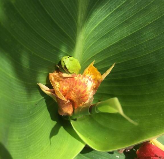 مبيت وإفطار Finca Renacer