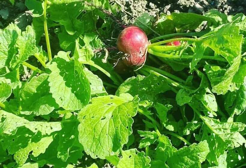 בית מלון כפרי Auberge Le Relais