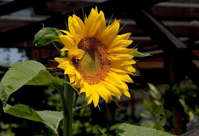 ホテル Gästehäuser Anni Ehrndorfer