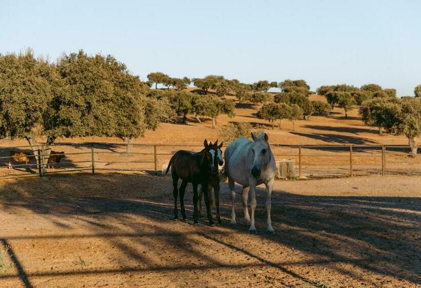 リゾートホテル Herdade Da Caniceira