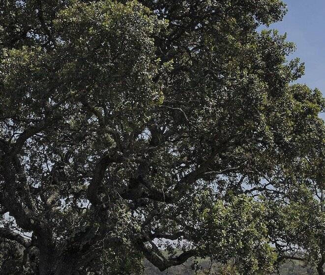 هتل Quinta Do Chocalhinho Agroturismo & Spa