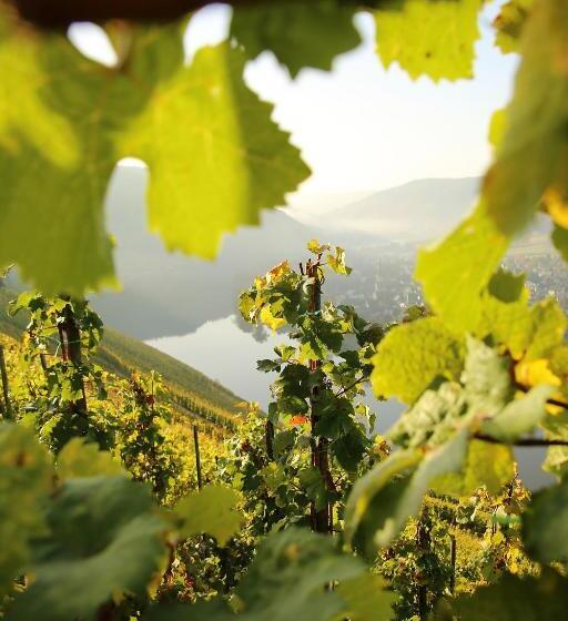 פנסיון Wein Und Gästehaus Hüls