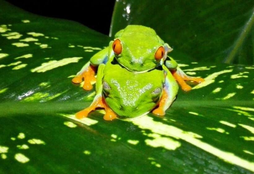 هاستل Rio Celeste Backpackers