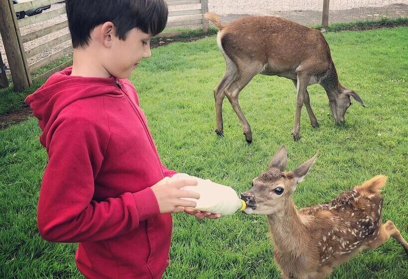Luxury Safari Lodge Surrounded By Deer!!  Roe